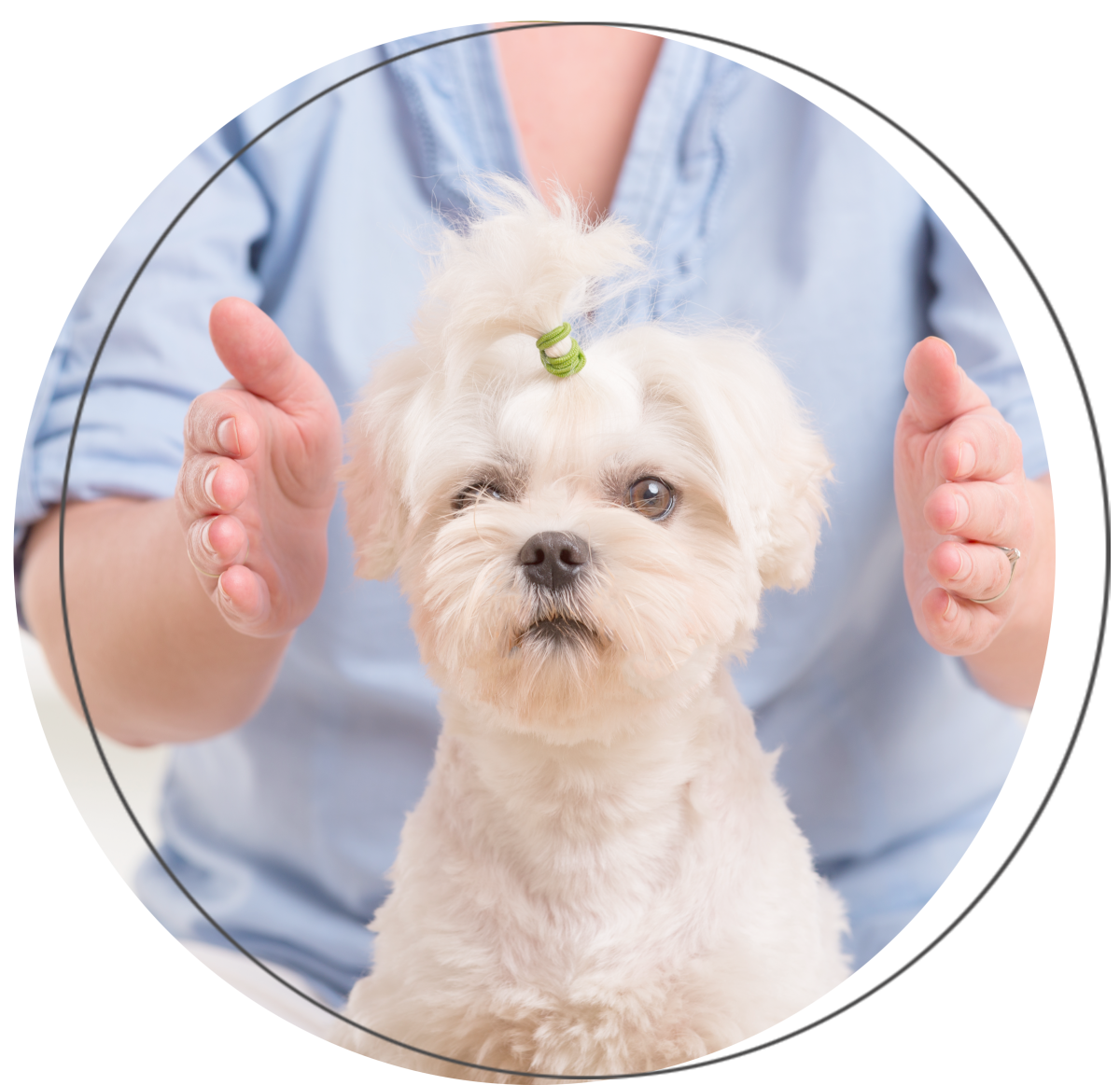 animal-communication-animal-healing-animal-clearings