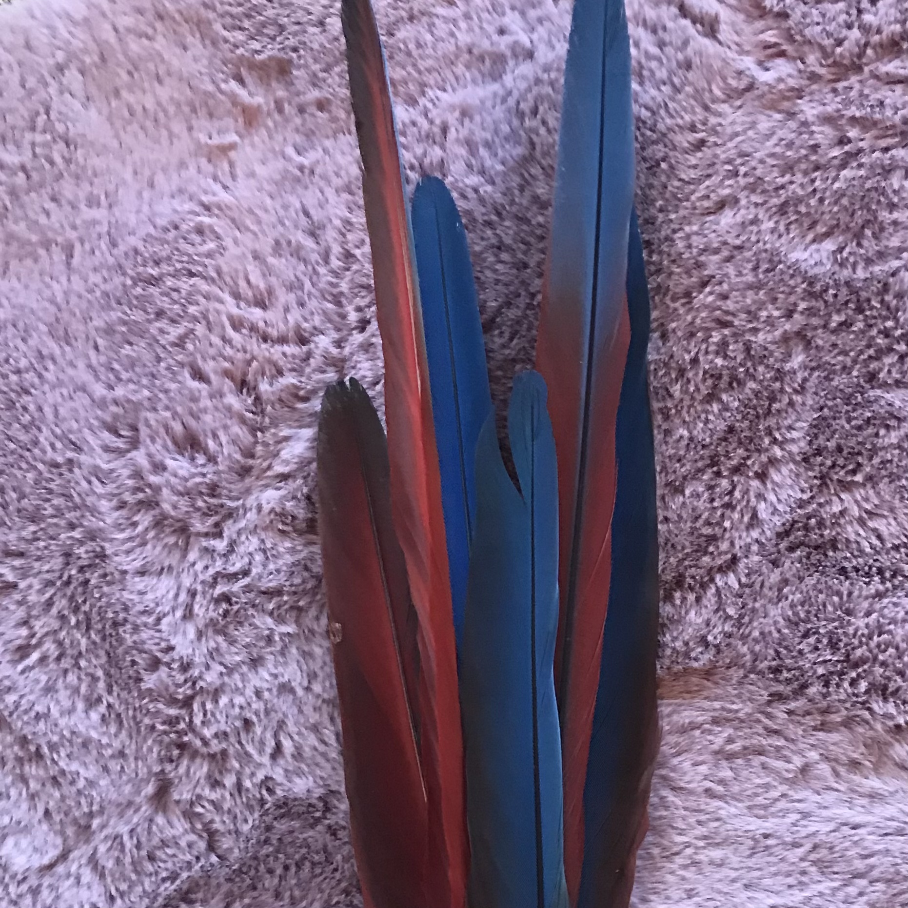 4 Pieces - Ombre Green & Blue Greenwing Macaw Plumage Feathers - Rare